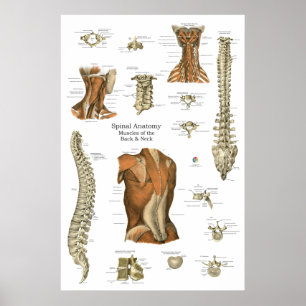 Poster Gráfico de Anatomia Muscular Espinhal Humana