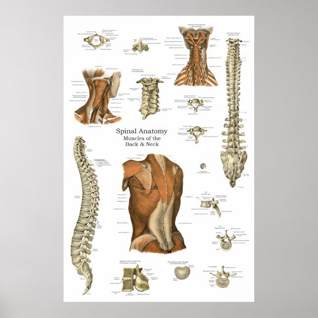 Poster Gráfico de Anatomia Muscular Espinhal Humana (Frente)