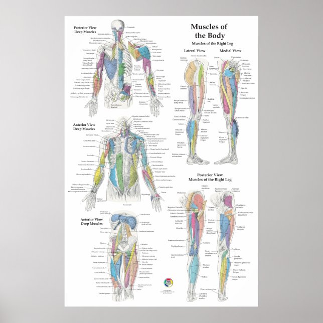 Poster Gráfico de Anatomia Muscular Profunda (Frente)