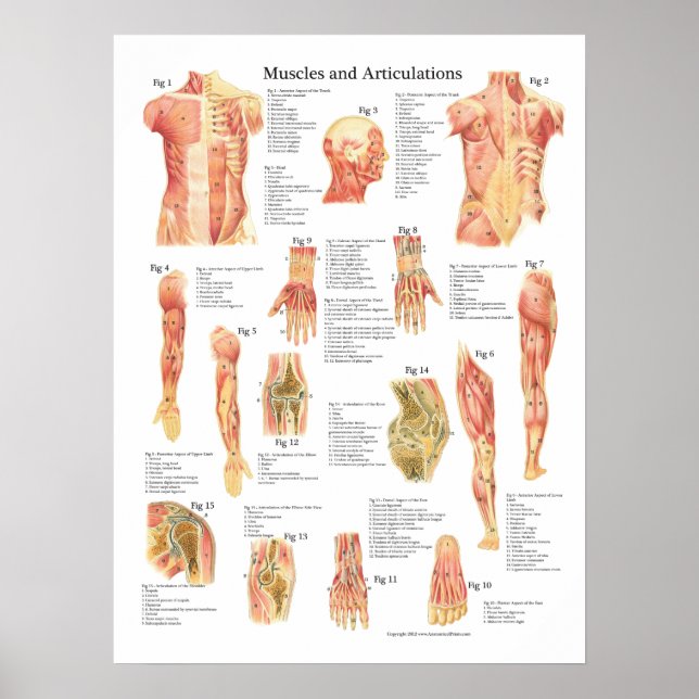 Poster Gráfico de Anatomia Músculos e Articulações (Frente)