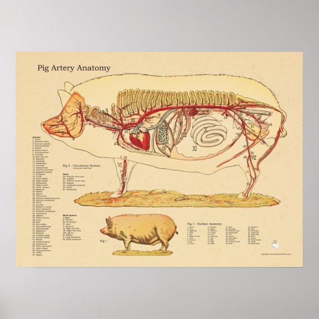 Póster Gráfico de Anatomia Veterinária da Artéria Suína (Frente)