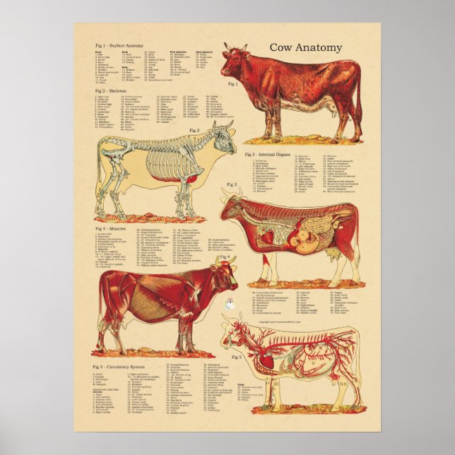Póster Gráfico de Anatomia Veterinária da Vaca (Frente)