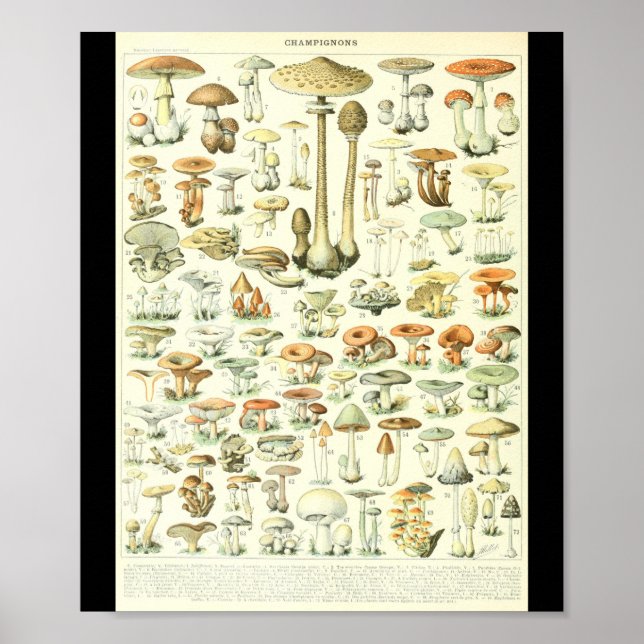 Poster Gráfico de Cogumelos Adolphe Millot Champignon B (Frente)