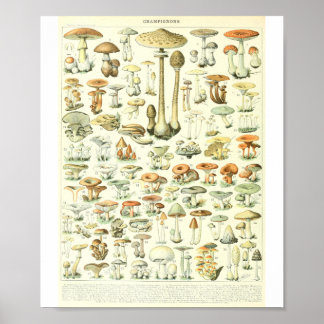 Poster Gráfico de Cogumelos Adolphe Millot Champignon B