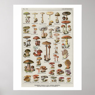 Póster Gráfico de Cogumelos Botânicos