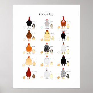 Poster gráfico de cores pintinhos e ovos