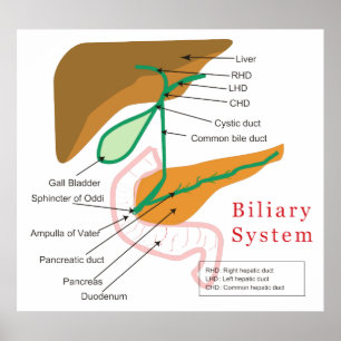Póster Gráfico de Diagrama do Sistema Biliar Duto Biliar