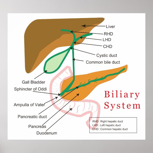 Póster Gráfico de Diagrama do Sistema Biliar Duto Biliar (Frente)