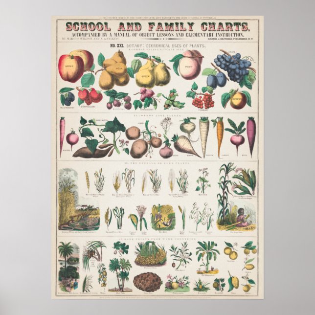 Poster Gráfico de Educação Botânica Escolar da Vintage 18 (Frente)