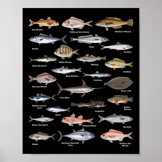 Poster Gráfico de Identificação de Peixes Antigos Pesca  (Frente)
