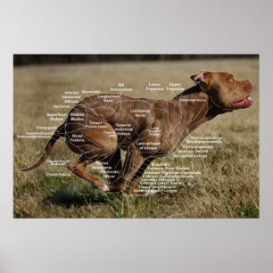 Poster Gráfico de Músculos Caninos