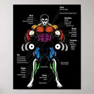 Poster Gráfico de Músculos de Anatomia de Anime 
