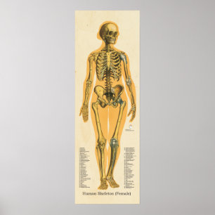 Póster Gráfico de Ossos da Anatomia do Esqueleto Humano