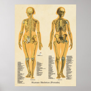 Poster Gráfico de Ossos da Anatomia do Esqueleto Humano
