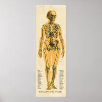 Gráfico de Ossos de Anatomia do Esqueleto Humano