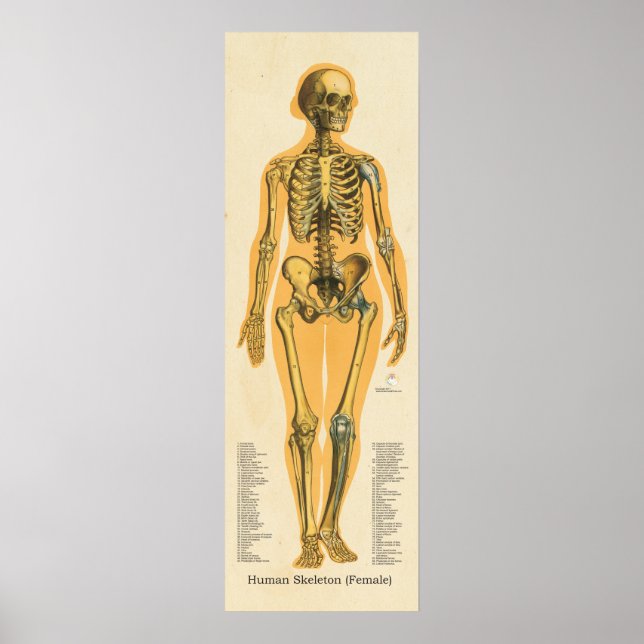 Póster Gráfico de Ossos de Anatomia do Esqueleto Humano (Frente)