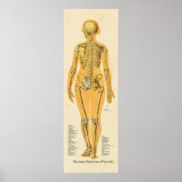 Gráfico de Ossos de Anatomia do Esqueleto Humano