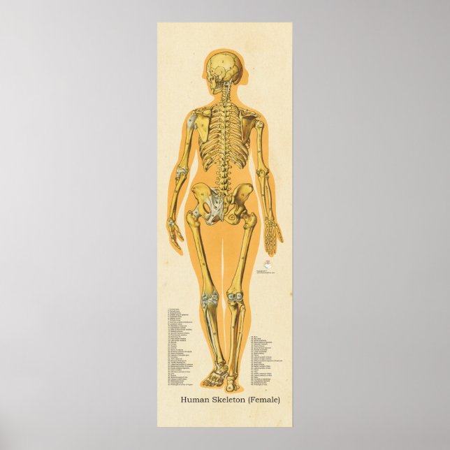 Póster Gráfico de Ossos de Anatomia do Esqueleto Humano (Frente)