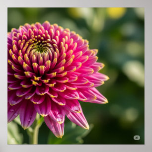 Poster Gráfico de Queda Chrysanthemum