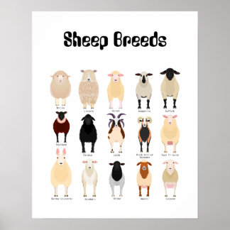 Poster gráfico de raças de ovinos