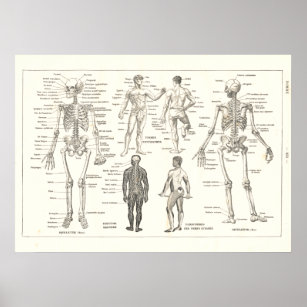 Póster Gráfico de Vintagem da Anatomia do Esqueleto Franc