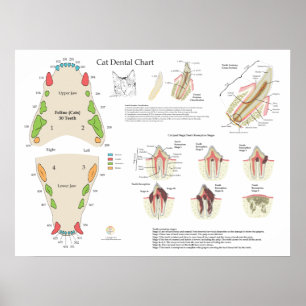 Poster Gráfico Dental Veterinário de Dentes de Gato