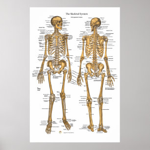 Poster Gráfico do Sistema Esqueletal Humano com Ligaçõ