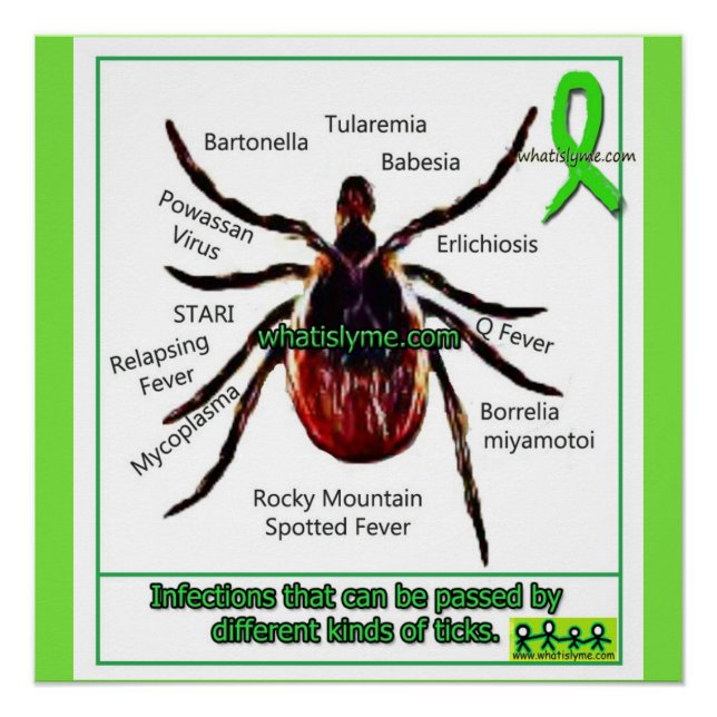 Póster Gráfico Educacional de Infecção por Lyme e Co (Frente)