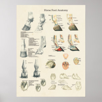 Póster Gráfico Mais Rápido Da Anatomia Da Perna Do Pé Do 