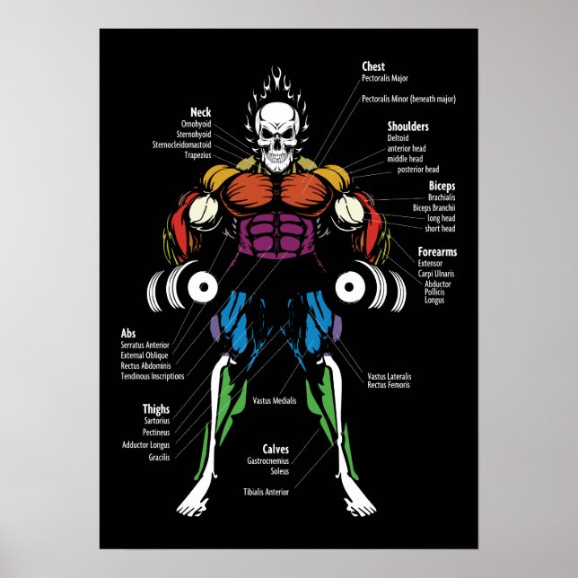 Poster Gráfico Muscular, Diagrama Anatômico - Formação De (Frente)
