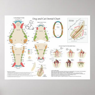 Poster Gráfico Odontológico Veterinário de Cão e Gato