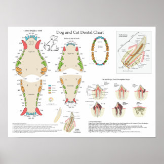 Poster Gráfico Odontológico Veterinário de Cão e Gato