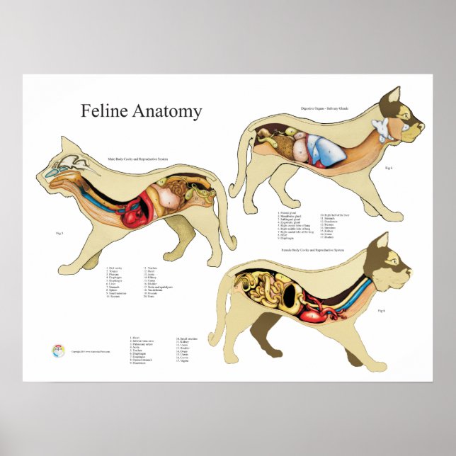 Póster Gráfico Veterinário de Anatomia Interna do Cat (Frente)