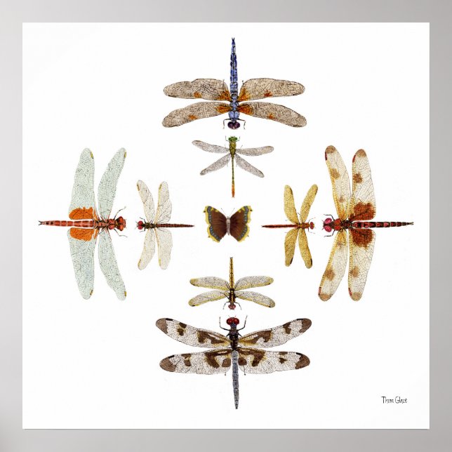 Póster Gráficos Dragonfly Bullseye (Frente)