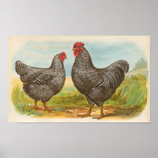 Poster Graham - Barred Plymouth Rocks Chickens Folio