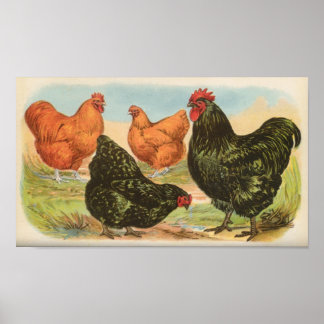 Poster Graham - Orpington Chickens Portfolio