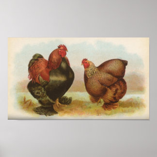 Poster Graham - Partridge Cochin Chickens Portfolio