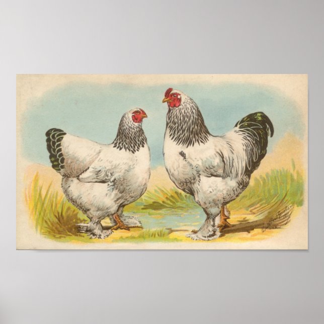 Poster Graham - Portfólio Light Brahma Chickens (Frente)