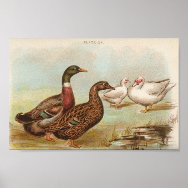 Poster Graham - Rouen and Muscovy Ducks Portfolio (Frente)
