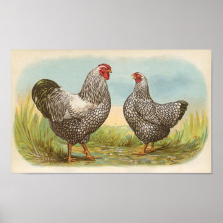 Poster Graham - Silver Lactado Wyandotte Chickens Folio