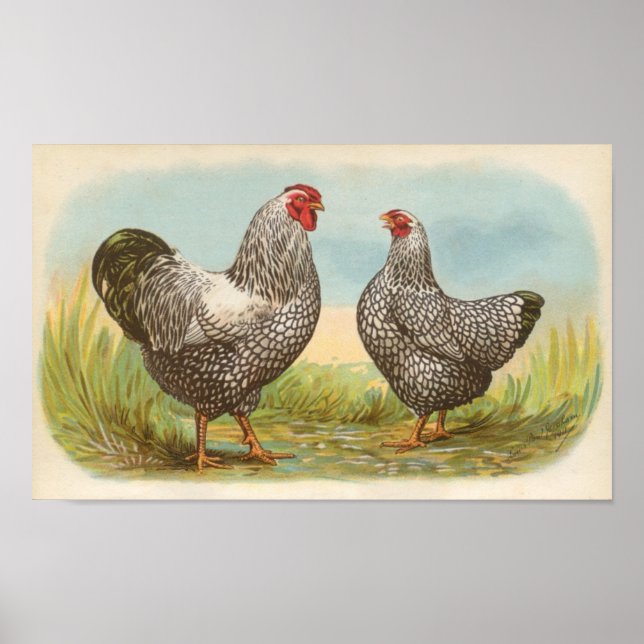 Poster Graham - Silver Lactado Wyandotte Chickens Folio (Frente)