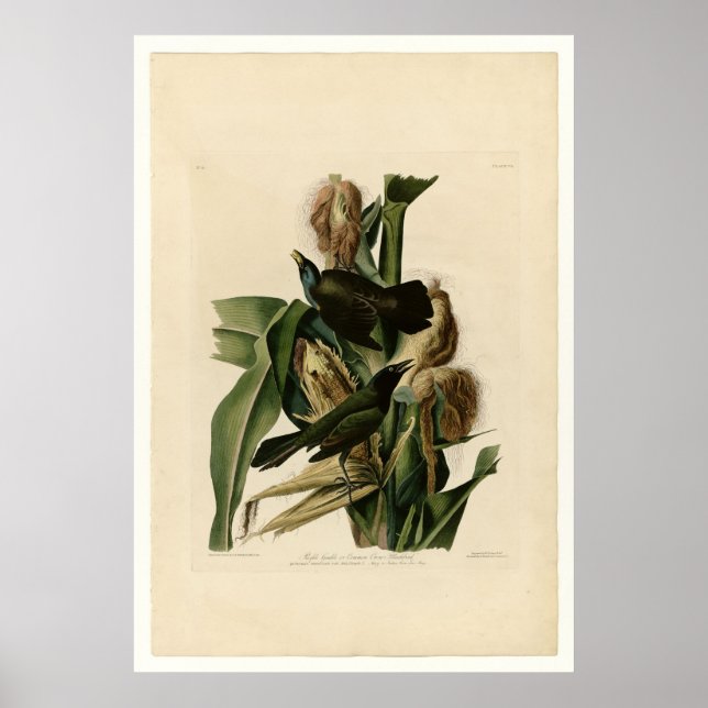 Póster Grakle Roxo (Frente)