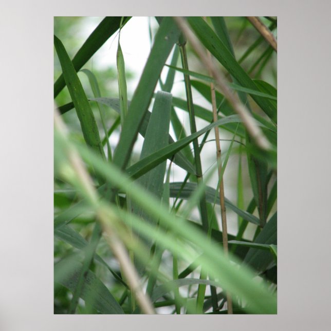 Poster Grama (Frente)