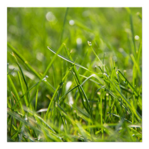 Póster Grama da Manhã de Verão fresca