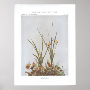 Póster Grama de estrela amarela - Hypoxis hirsuta