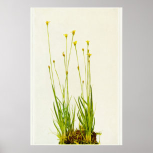 Poster Grama de Olhos Amarelos