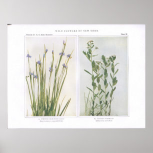 Póster Grama de olhos azuis aguçado & Toadflax bastardo