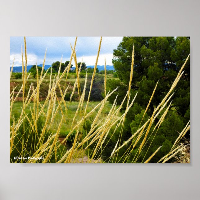 Poster Grama Selvagem do Campo (Frente)