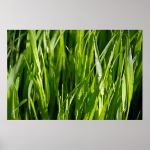 Póster Grama verde