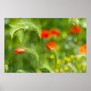 Póster Grama verde do campo com as papoilas vermelhas